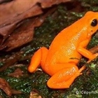 Mantella aurantiaca